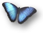 MorphoPeleides